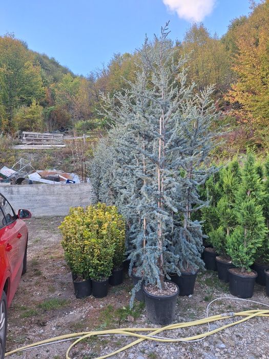 Amenajări grădini de la A la Z plante ornamentale