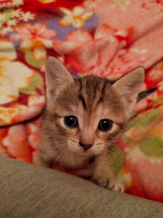 Продам малышей в добрые руки