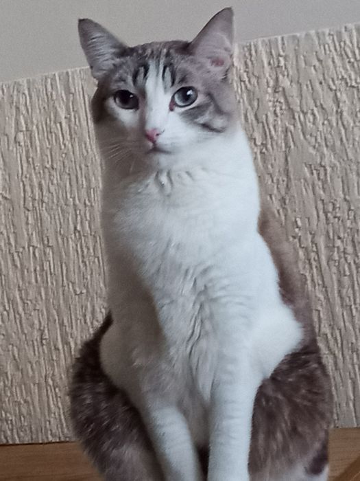 Супер большой кот Брюс