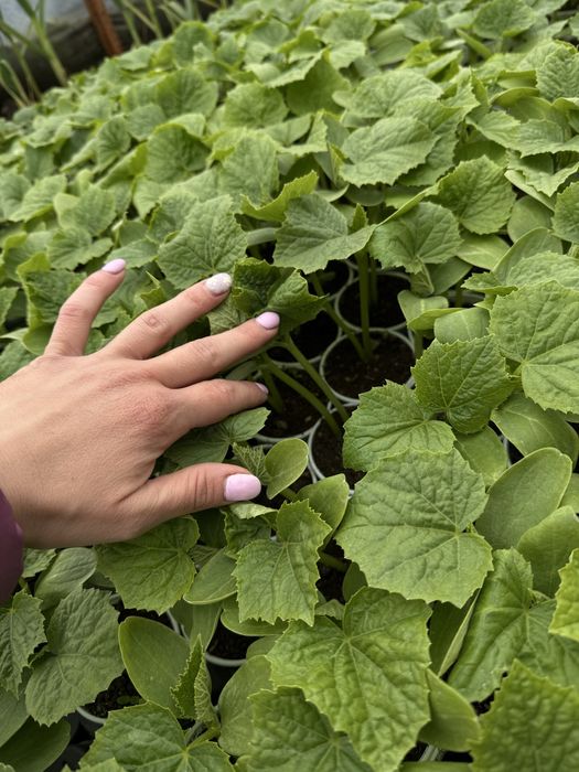 Разсад от производител