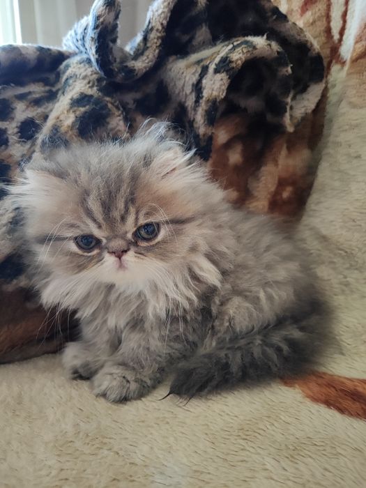 Продам персидского котёнка (девочка)
