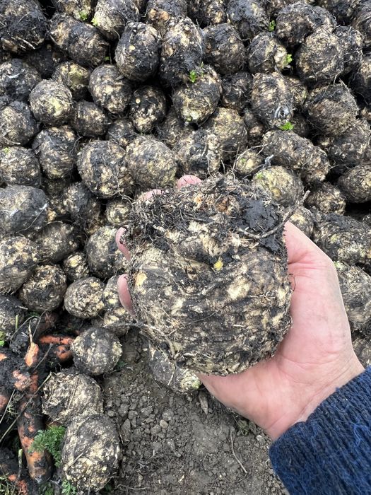 Telina print de vanzare