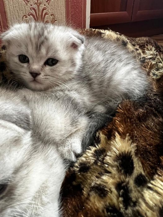 Котята шиншиллы