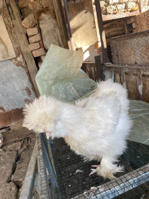 Струмски стандарт,бантам и копринки