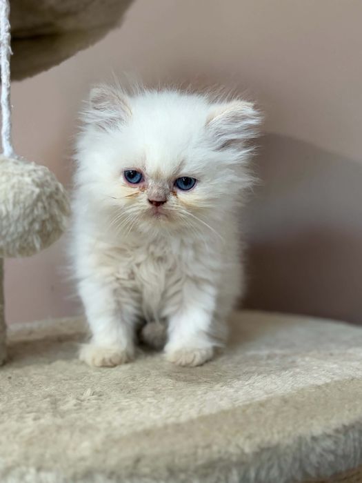 Персийско коте момченце