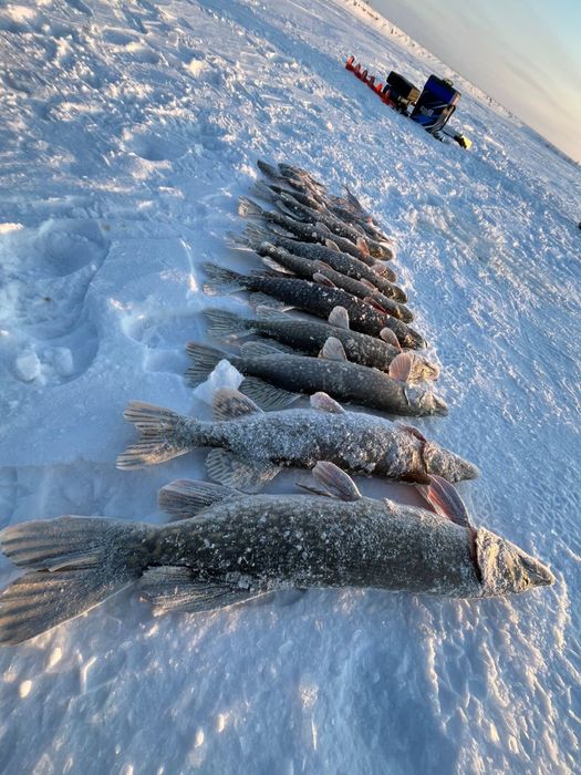 Продам свежую щуку