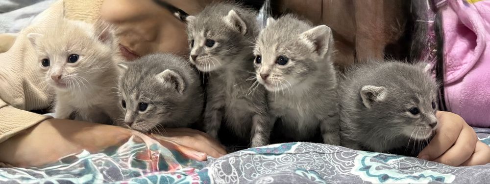 Отдам котят в добрые руки