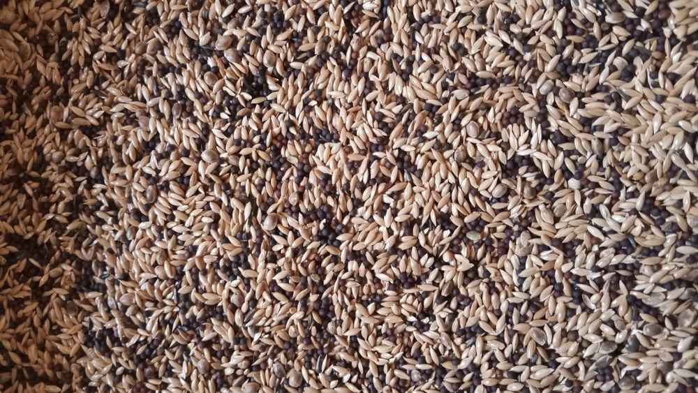 Корм для канареек