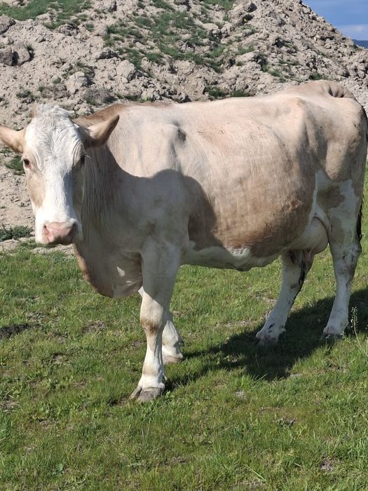 Vând vaca gestantă