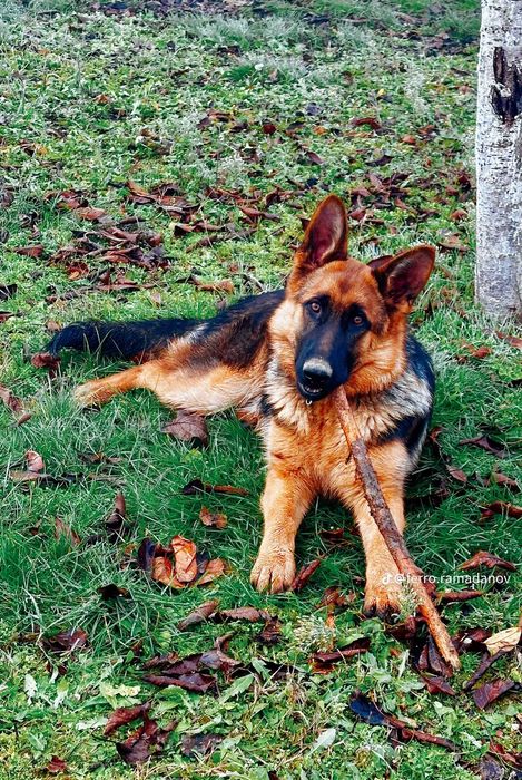 Малки немски овчарки