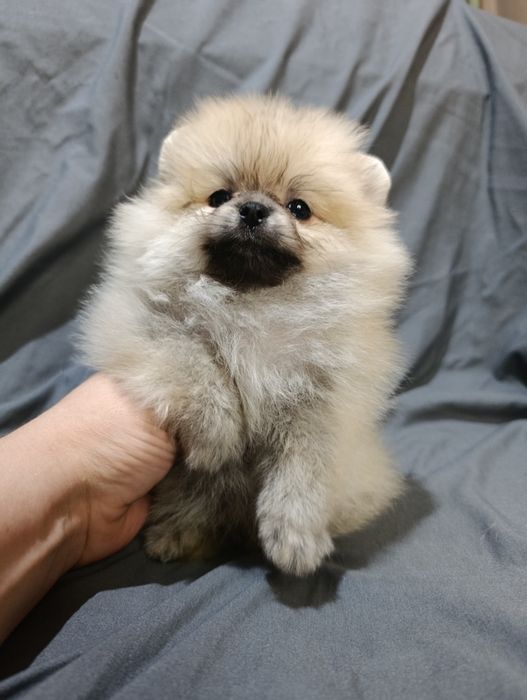 Щенки шпица мини