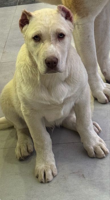 Продам щенка САО