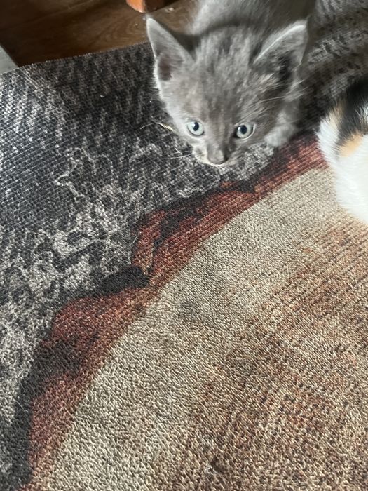 Котята бесплатно