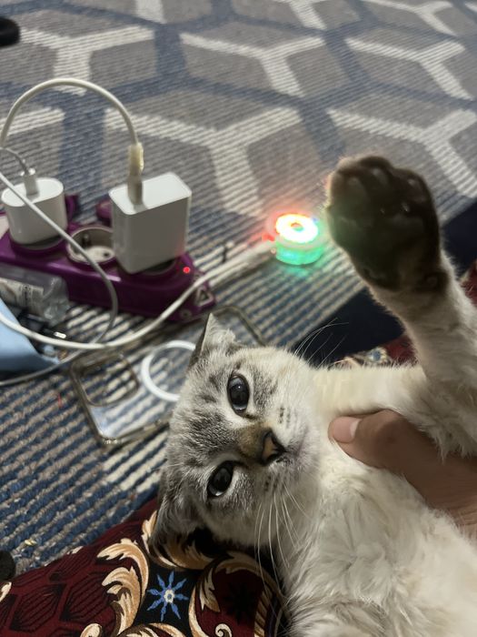 Sotiladi oladihonlar yozin narxi 100.000som