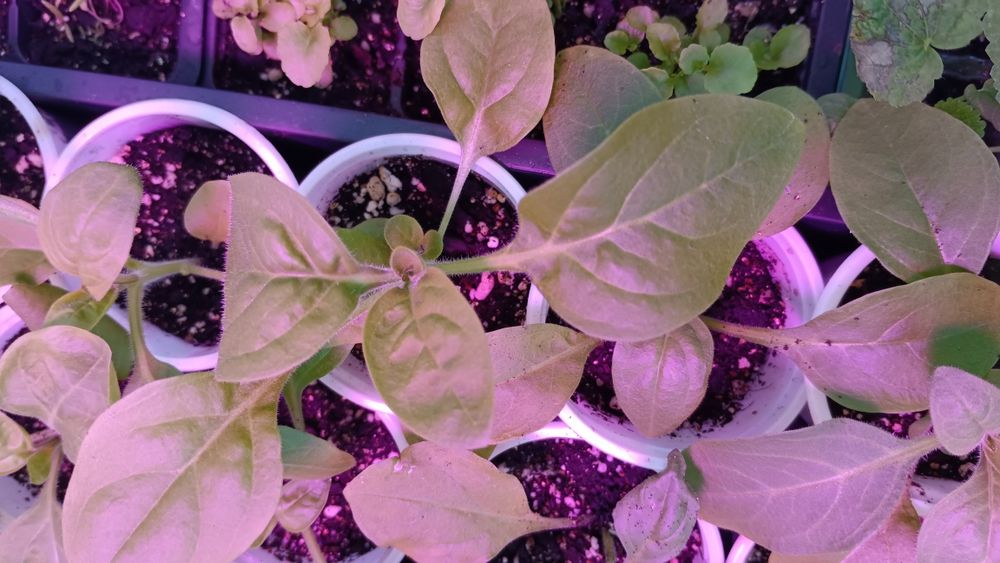 Продам рассаду Петунии СМЕСЬ СОРТОВ