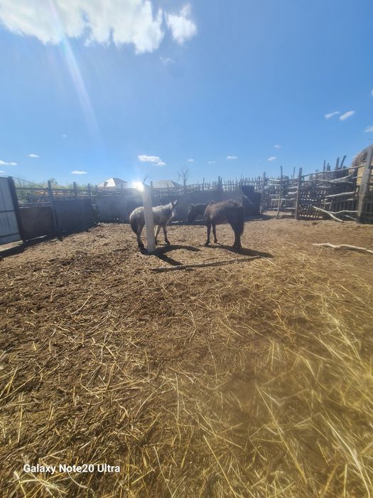 Тай сатылады күйлері  жақсы