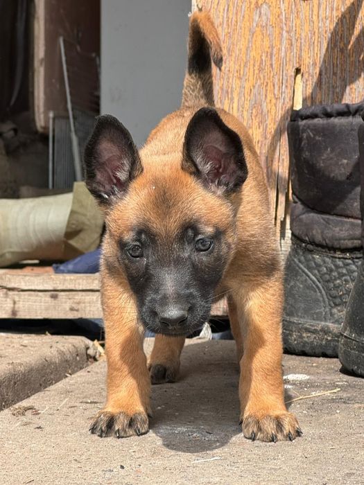 белгийский овчарка малинуа щенки