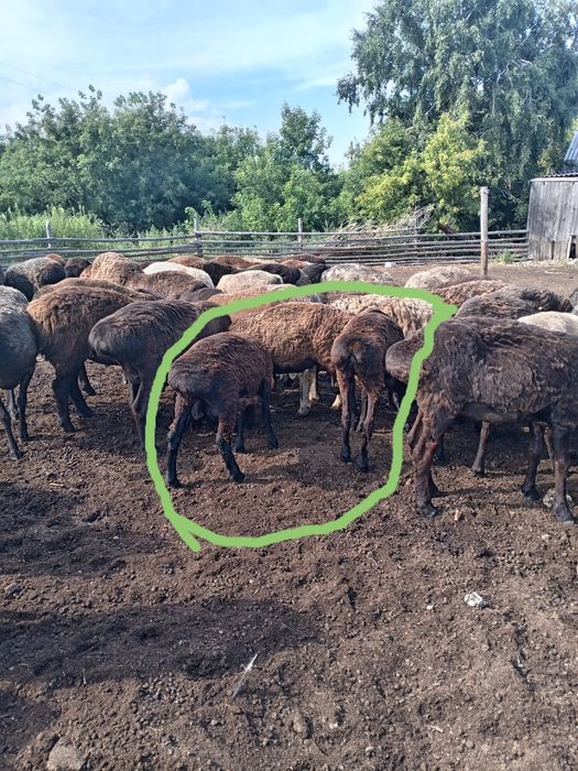 Продам ярок 20голов