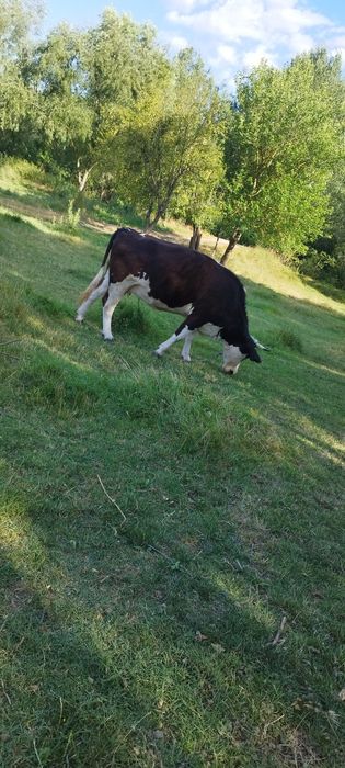 Vacă de vânzare în Pleșoi Dolj.