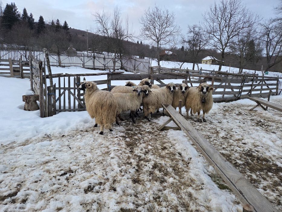 Vand oi turcane breze