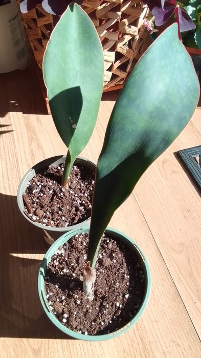 Замиокулкас/Ешеверия/Красула/Седум Сиеболди/Сансевиера/Лудизия/Амарили