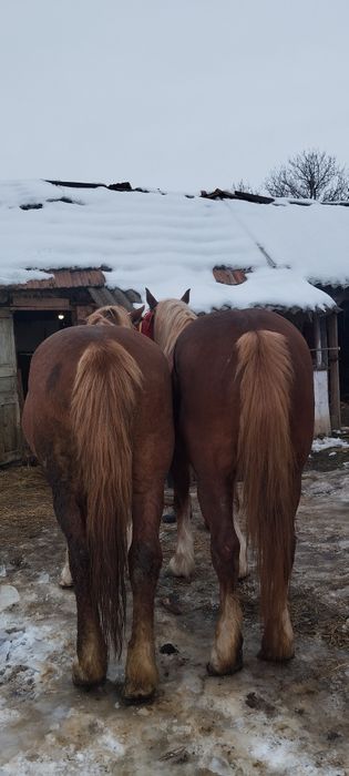 Vând daua iepe  una de 5 ani una de 7 ani
