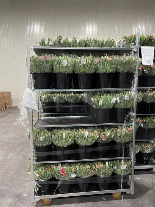 ТЮЛЬПАНЫ ОПТОМ | 10+ лет опыта | Более 30 расцветок