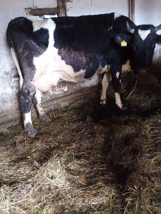 Vând vaca fătată recent