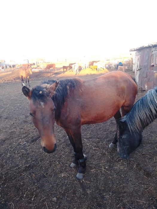 Лошади 3-х годовалые