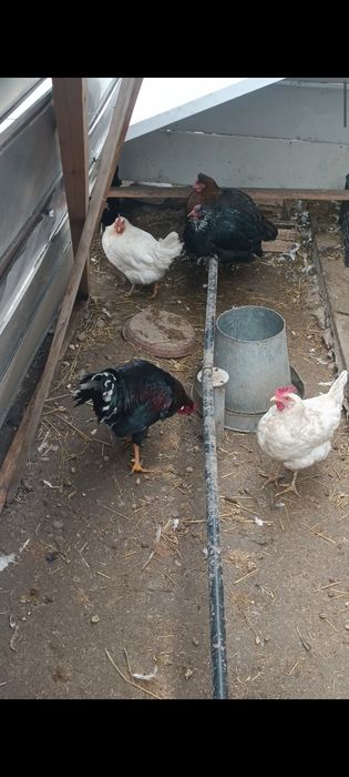 Продаю петуха , хозяина двора есть и другие породы