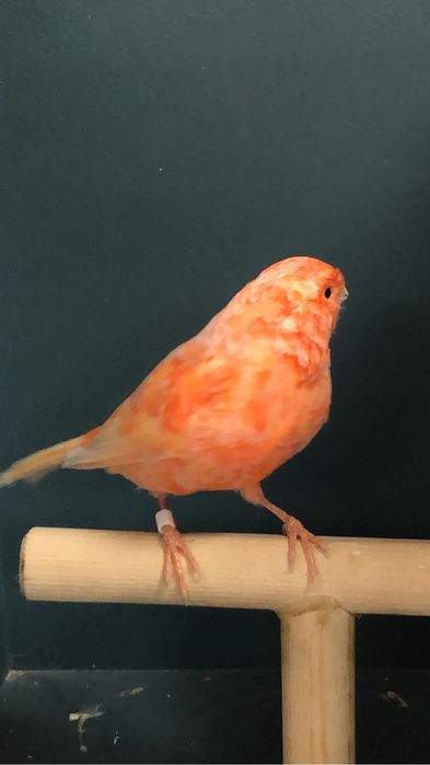 Канарека (кенор) самец Турция