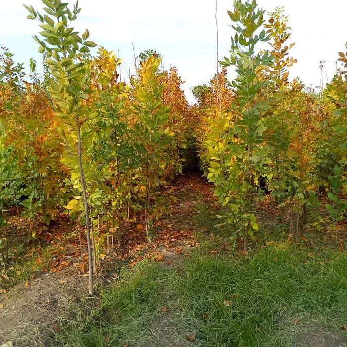 Yasin ko'chati, Ясин кучати