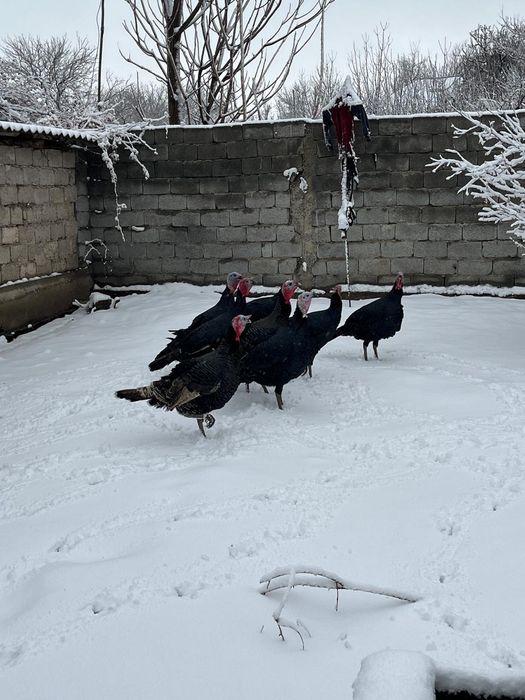 Индюки самцы.    ,