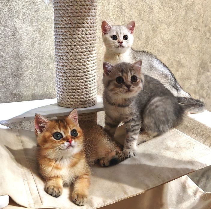Британские котята