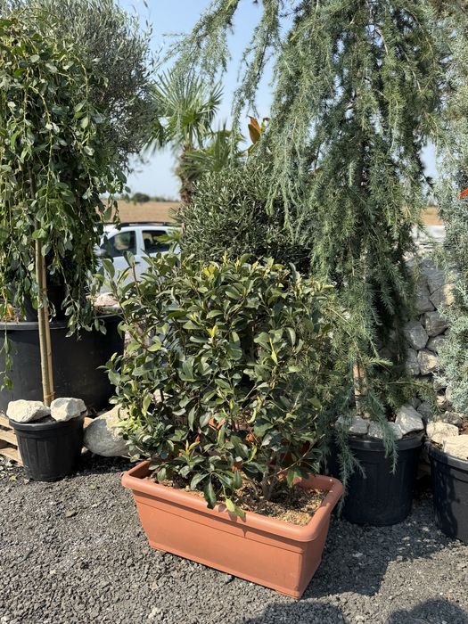 Vand Euonymus pe tija/glob sau tufă