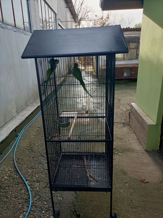 Pereche Micul Alexandru