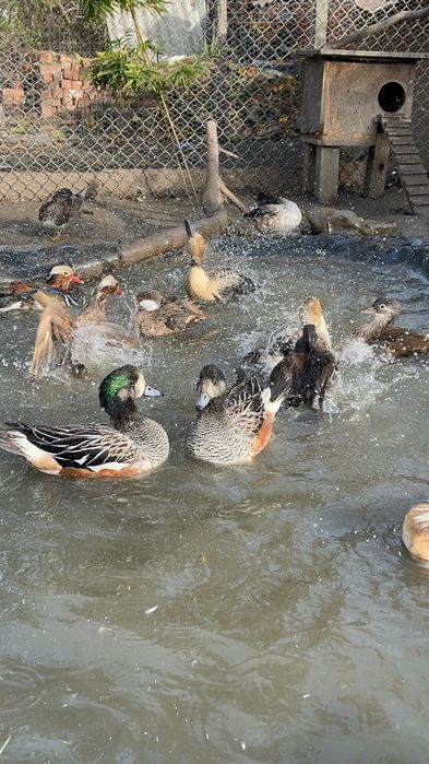 Rate exotice de vanzare