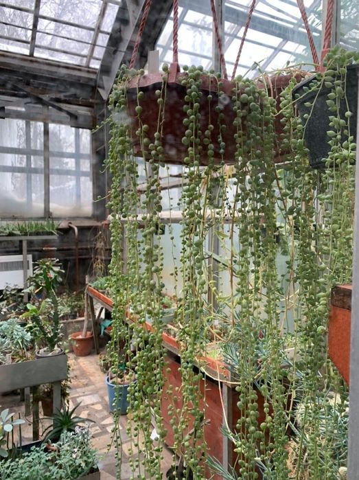 Продам укорененные молодые растения