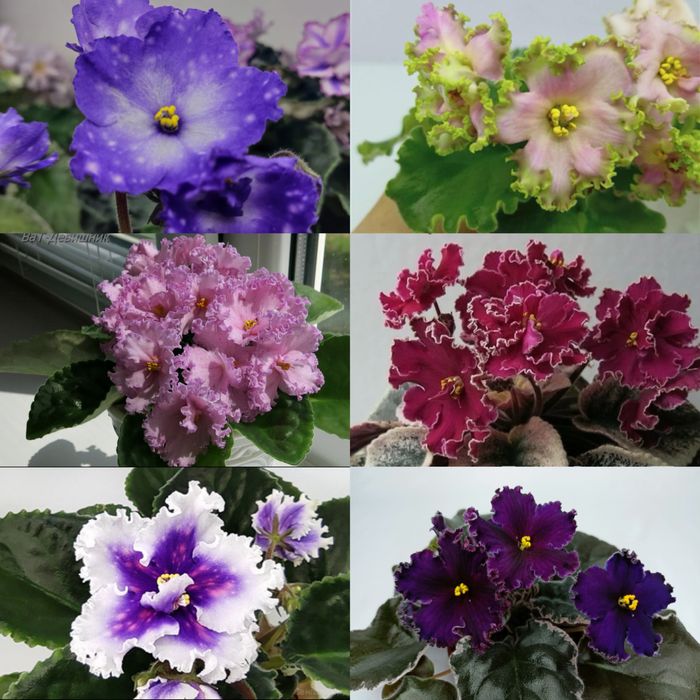 Детки сортовых фиалок,
