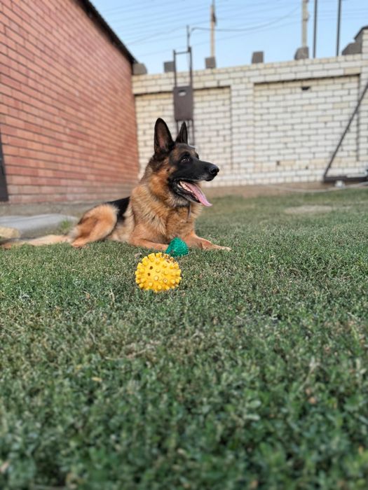 Вязка немецкой овчарки
