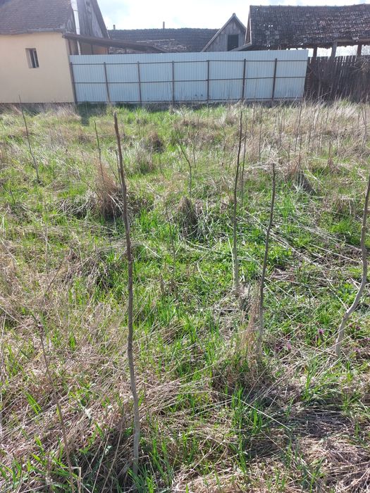 Pom de nuc, vârsta aproximativ 2-3 ani