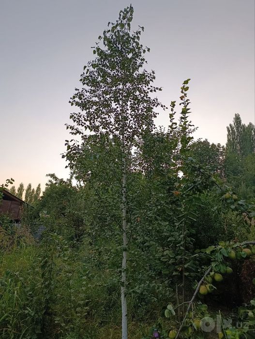 Manzarali daraxtlar sotiladi