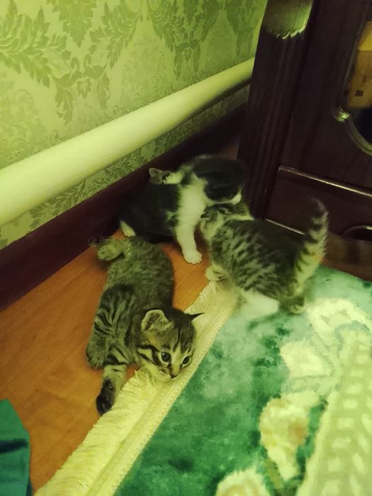 Бесплатно  котята