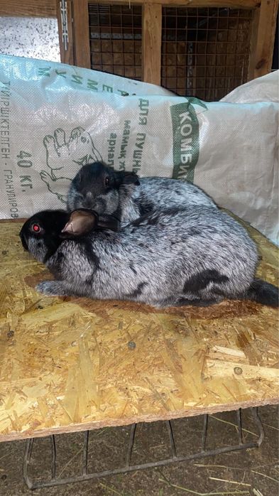 Продам кроликов