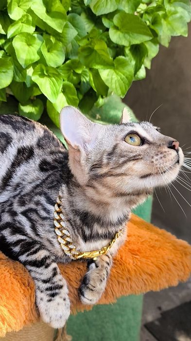 Бенгальские Котята  окраса БАРСА"