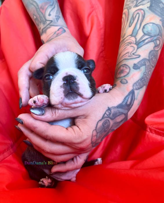 Boston terrier cu pedigree - baietel