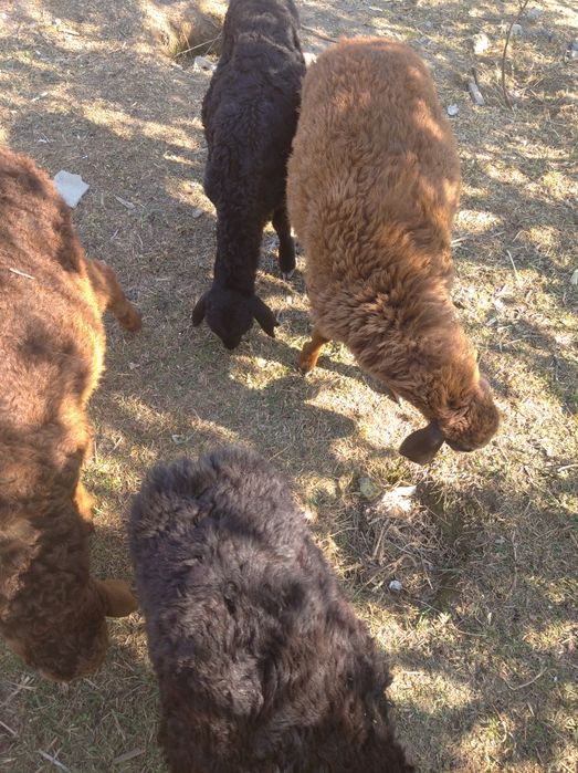 Гиссар крупной породы