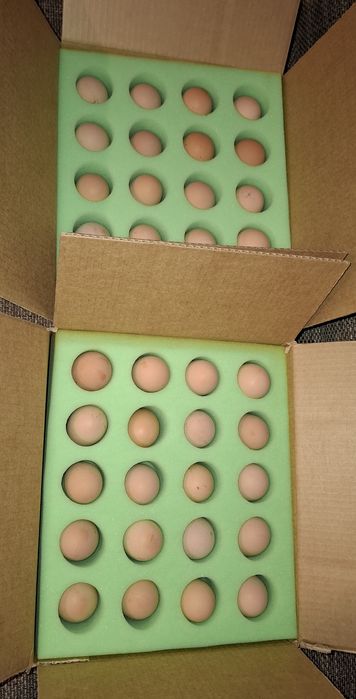 Pui si ouă  Jersey Giant,, Sussex HD si Porțelan ,Playmount.,Italiana