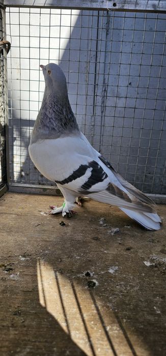 Голуби такла на продажу