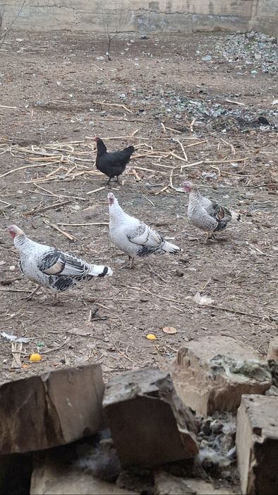 Damashni tovuqlar sotiladi